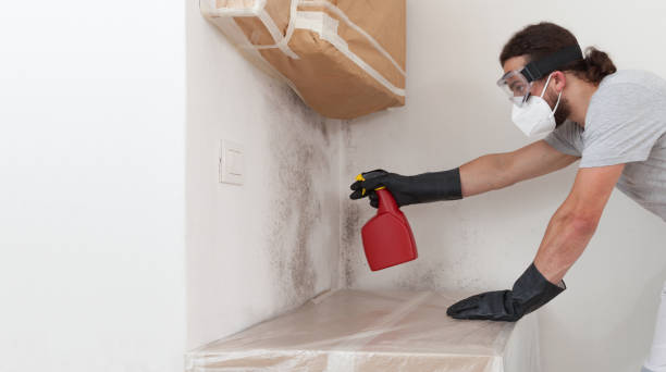Basement Mold Remediation treatment on basement walls in Langhorne